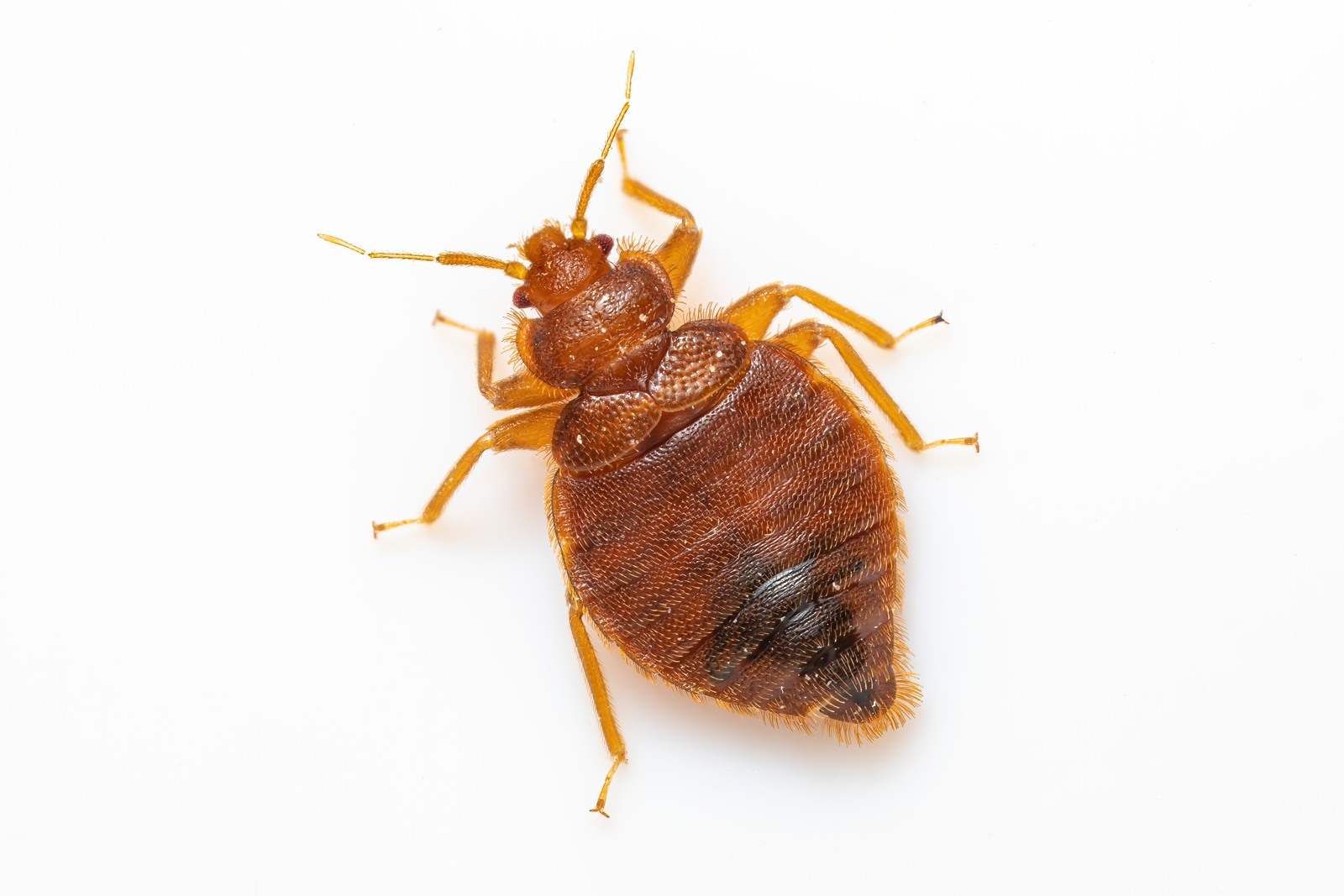 Vägglus/ Bedbug 